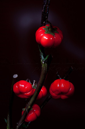 Light Painting with Food #2